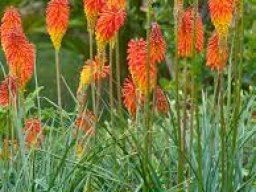 Kniphofia uvaria
